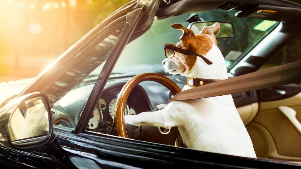 Owners share hilarious photos of dogs at the wheel of toy vehicles