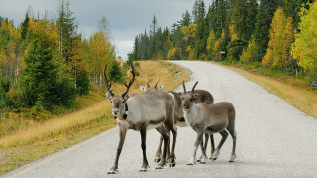Elk, deer, and reindeer, moose make up a significant number of roadkill collisions that are potentially dangerous for drivers.
