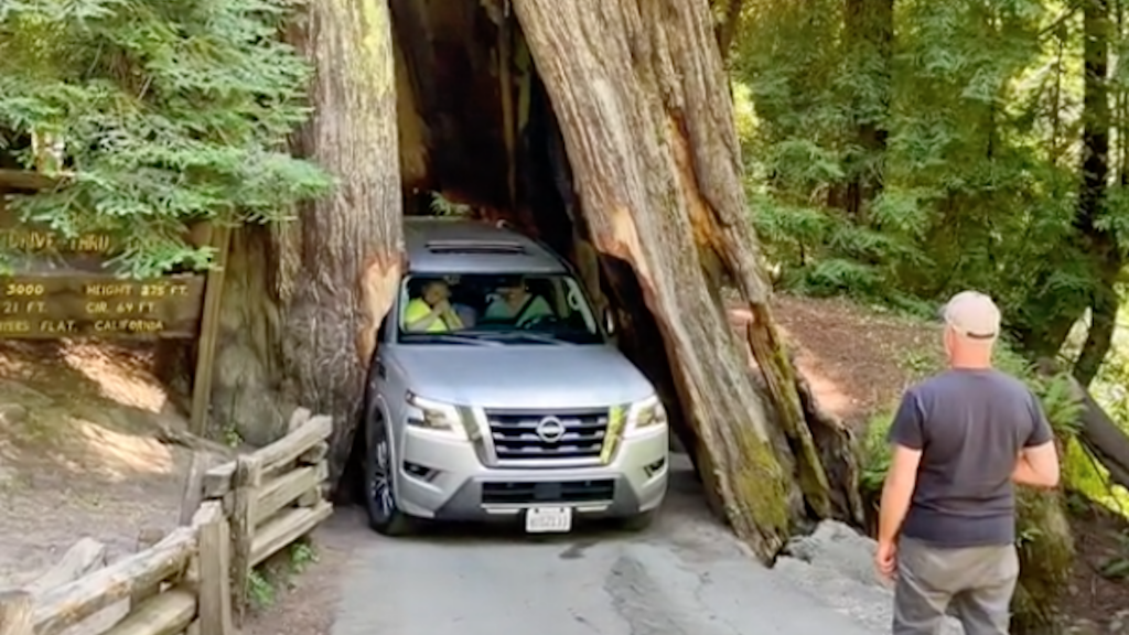 Nissan Pathfinder attempts to drive through a Redwood Tree